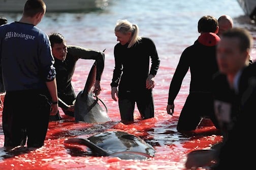 Faroe Islands: How Much Whales Were Murdered This Year So Far? The Facts