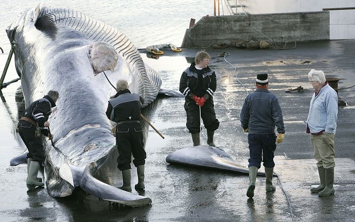Iceland Plans to Kill Over 2000 Whales Within the Next Five Years