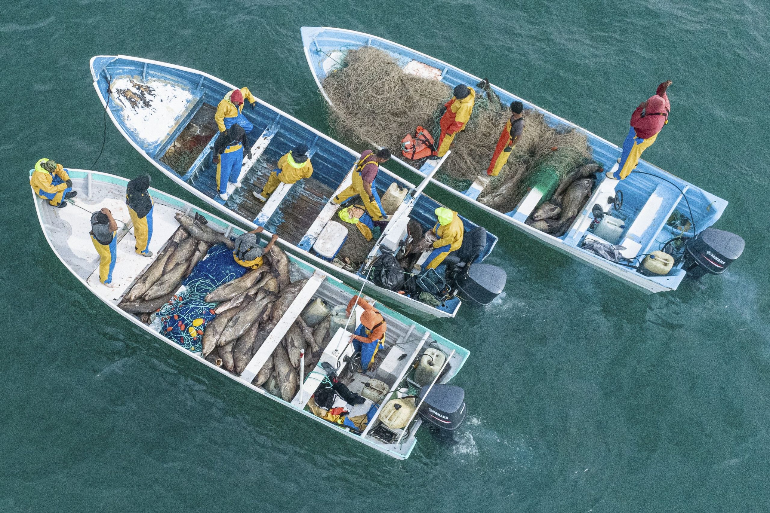 Fishermen Mass to Overwhelm Mexico’s Protected Vaquita Porpoises