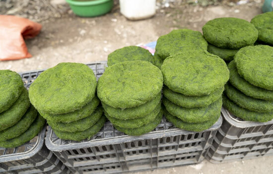 Burgers Made of Microalgae? Future food for thought