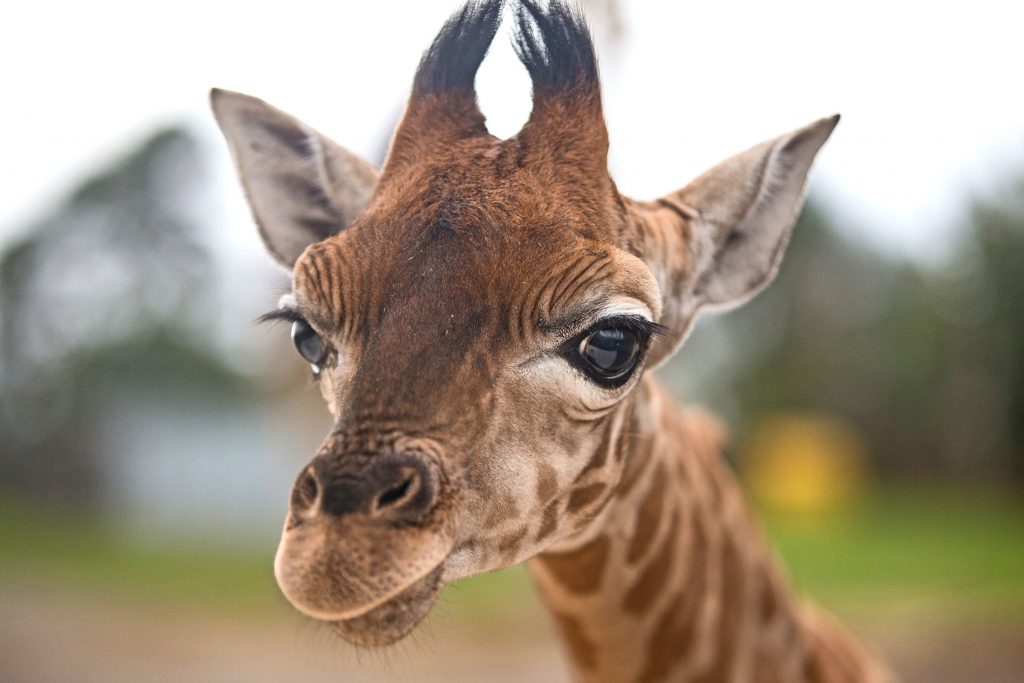 A baby Rothschild giraffe that was born on the 3rd October at West Midland Safari and Leisure Park, Bewdley in Worcestershire.