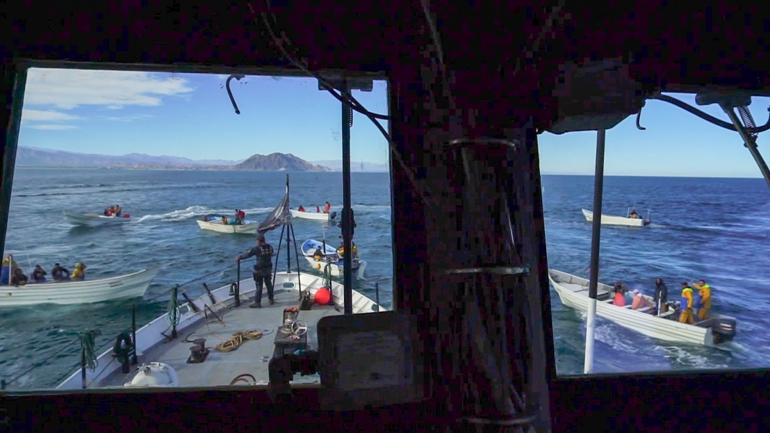 Mexico: Sea Shepherd Ship Attacked Inside Vaquita Refuge