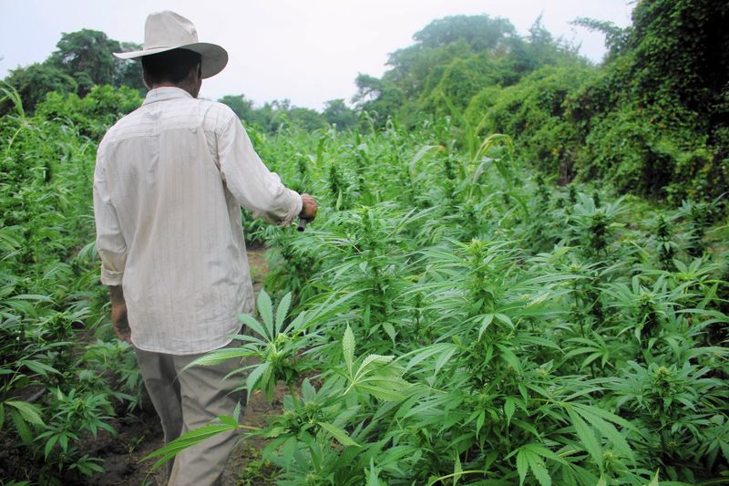 Uganda: Government Signs 4.3 Million Dollar Deal to Export Marijuana to Canada and Germany