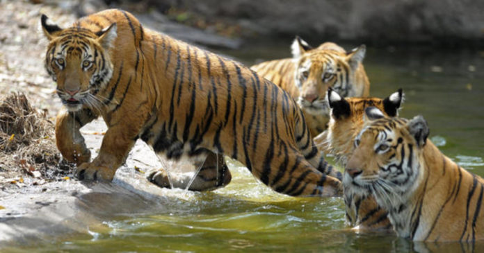 India Lost 51 Tigers in the First Five Months Since January 2019