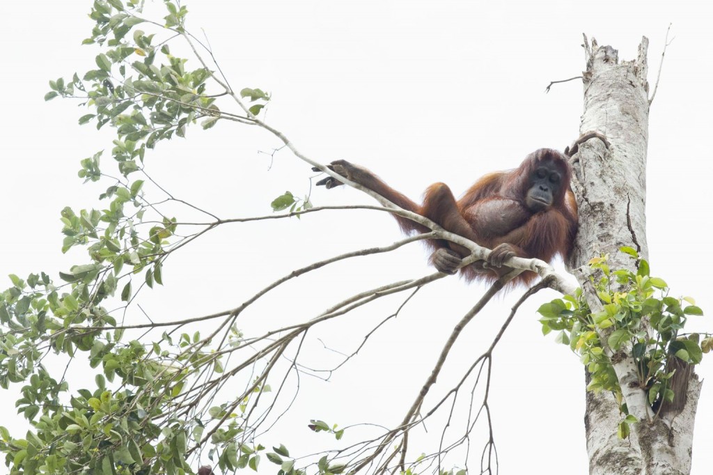 Pregnant Orangutan Photographed Clinging to Last Tree in Rainforest Destroyed for Palm Oil