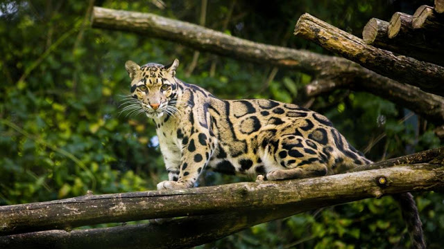 Formosan clouded Leopard