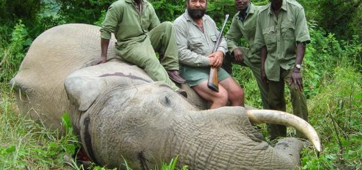 A Elephant killed in Tanzania - 3 years ban is lifted