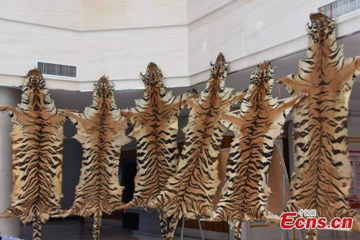 CHINA: Tiger Hides, Elephant Hides And Pangolin Scales Seized By Forest Police