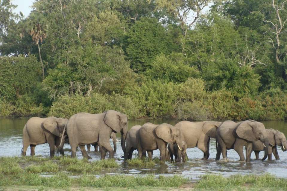 African Elephants having a drink at Selous Game Reserve in Tanzania (Selous Game Reserve in Tanzania)
