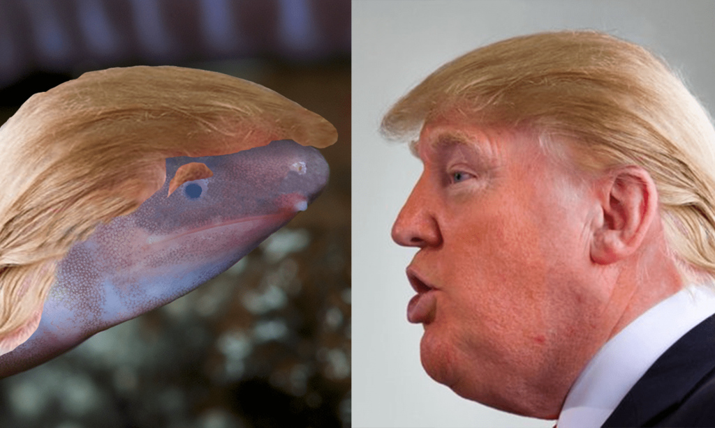 EnviroBuild image puts Donald Trump’s hair on the amphibian. Photograph: EnviroBuild