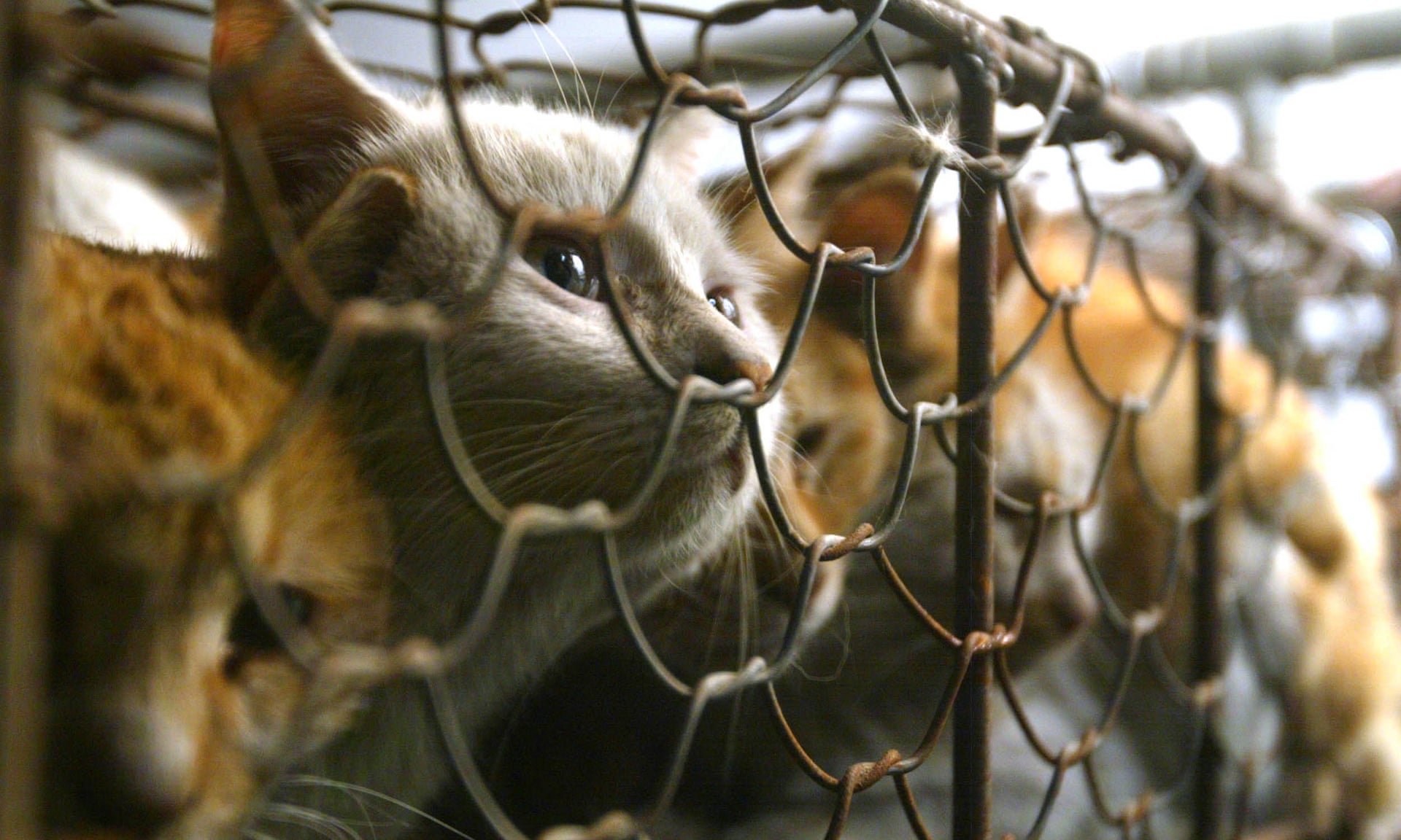 Taiwan bans dog and cat meat from table as attitudes change