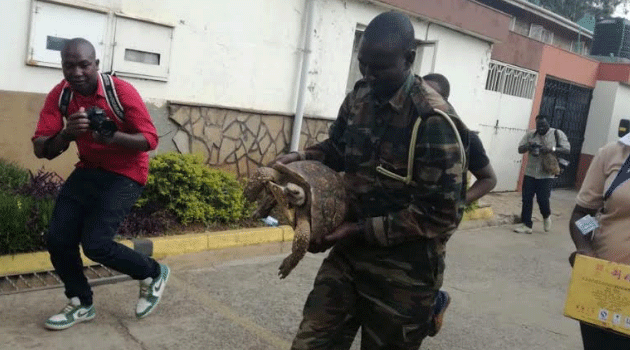 KWS officials were called in to rescue the Tortoise from the Apartment in Kilimani, Nairobi during the Tuesday raid. Photo/JOSEPH MURAYA.