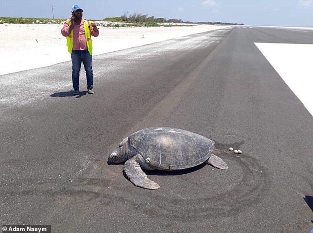 Endangered turtle returns to Maldives beach to lay its eggs – only to discover a runway has been built on nesting site