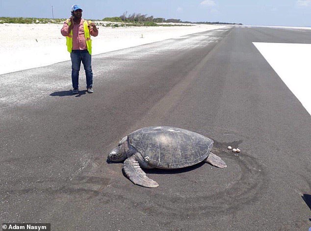 endangered turtle nesting