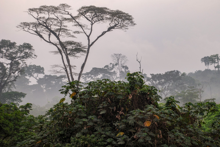 Cameroon plans to restore 120,000 square kilometers (46,000 square miles) of forest like that pictured here. Image by John C. Cannon/Mongabay.