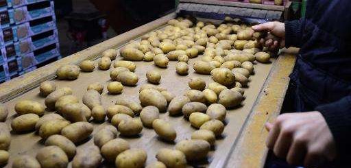 A worker sorts potatoes before packaging them at the Salty Potato Farm in Den Horn, in the Netherlands