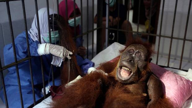 Orangutan Blinded After Being Shot 74 Times With Air Gun In Sumatra