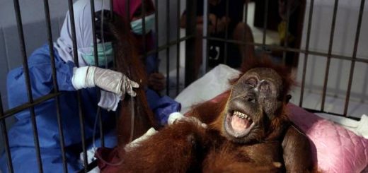 female-orangutan-they-named-Hope-who-has-gone-blind-after-being-shot-at-least-74-times-with-an-air-gun