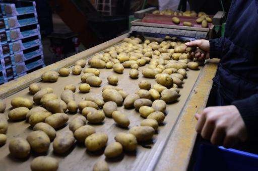 A worker sorts potatoes before packaging them at the Salty Potato Farm in Den Horn, in the Netherlands
