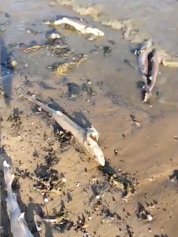 Great Britain: 100 Dead Sharks Wash Up With Their Fins Cut Off in Wales