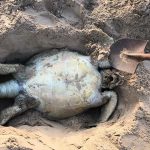 Another dead turtle buried on the beach in march 201