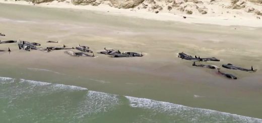 Two pods of whales were stranded in Mason Bay on Stewart Island in New Zealand (Photo: CNN)