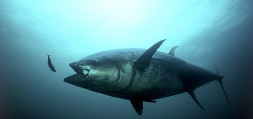 An Atlantic bluefin tuna strikes. Credit:Gilbert Van Ryckevorsel/TAG A Giant