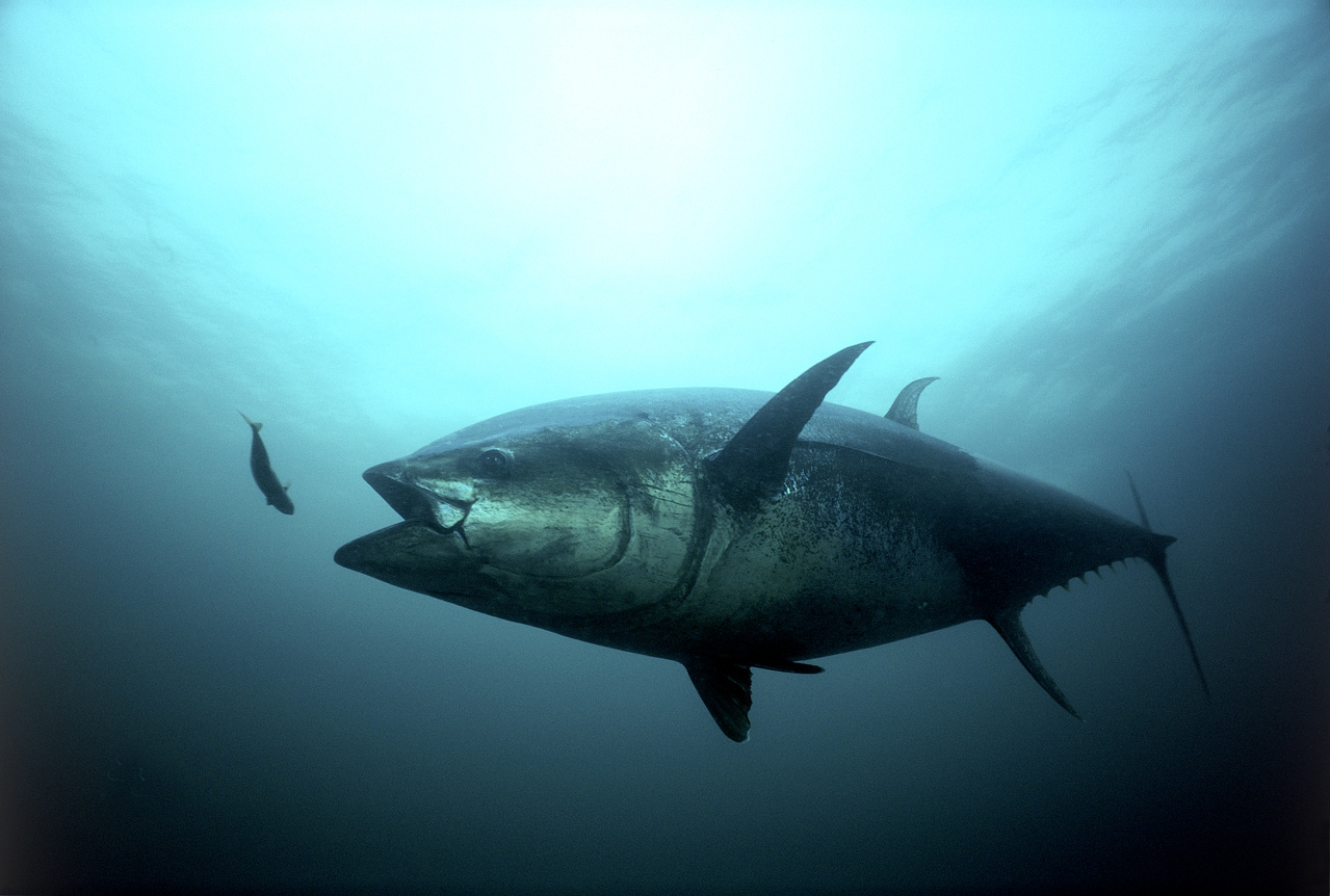 Huge Fishing Bust Exposes Weaknesses in Bluefin Tuna Management