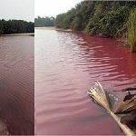 Bolong Fenyo Wildlife Reserve in Gunjur poisoned by Golden Lead Factory