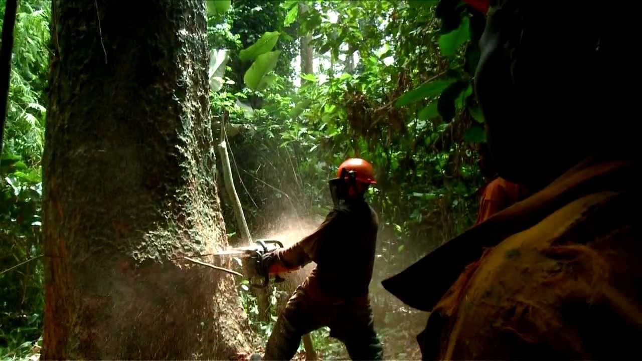 How Old Cell Phones Can Help Save the Rain Forest