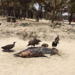 Another dead dolphin found close to the tourist area eaten by vultures in july this year