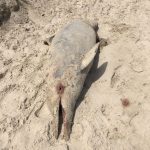 A dead dolphin near Gunjur