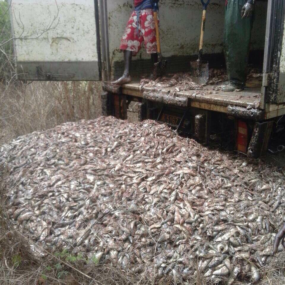Illegal dumping of juvenile fish by the Golden Lead Factory in the Kombo area, the Gambia