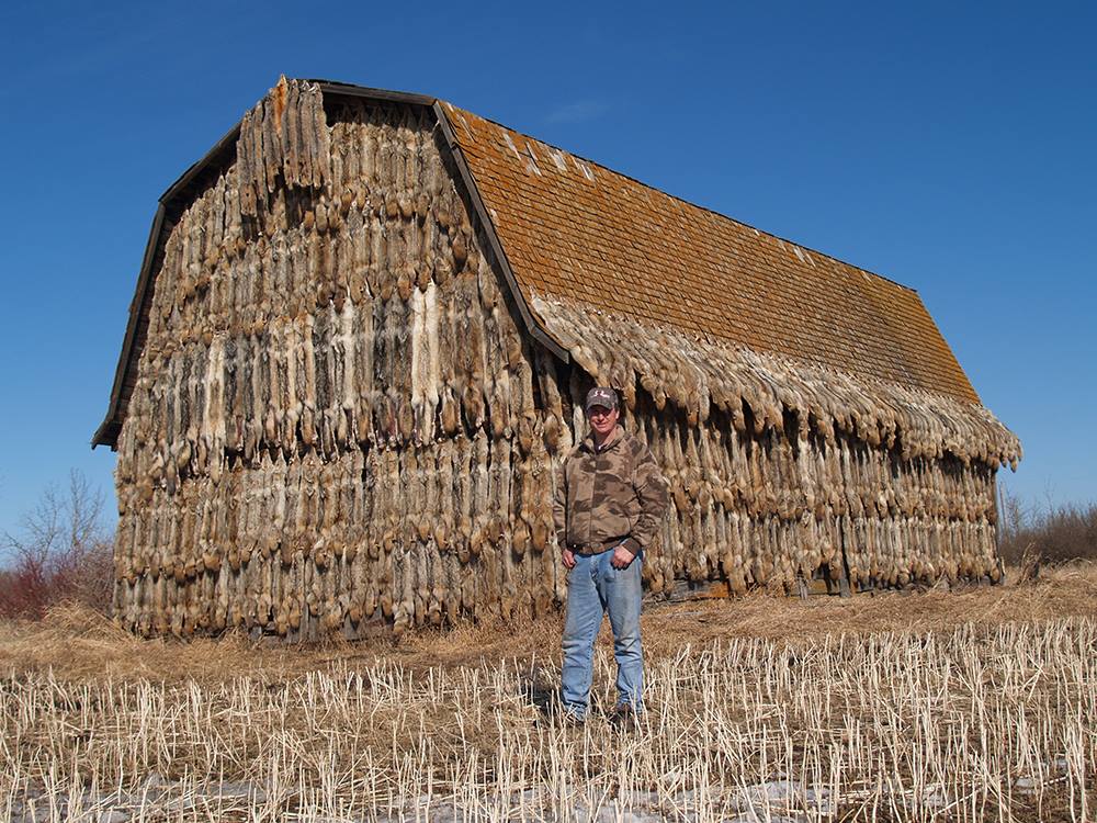 Hunter made a house out of dead wolves in Canada