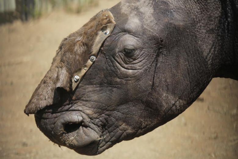 China postpones lifting of ban on trade of tiger and rhino parts
