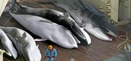 Dead whales on deack of the Japanese Whaling Ship Nishin Maru