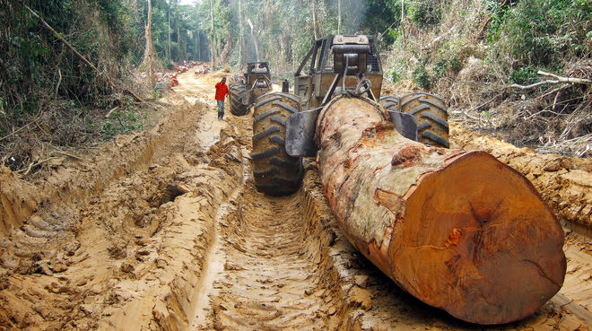 Illegal logging in the Congo, the last untouched rainforest of our planet is in great danger