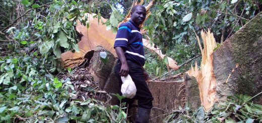 A logger in Africa