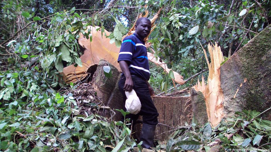 African deforestation: ‘If nothing is done, we may lose everything’
