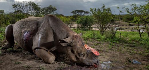 Poachers killed this black rhinocerous for its horn with high-caliber bullets at a water hole in South Africa’s Hluhluwe-Imfolozi Park. They entered the park illegally, likely from a nearby village, and are thought to have used a silenced hunting rifle. Black rhinos number only about 5,000 today. Photo by: Brent Stirton