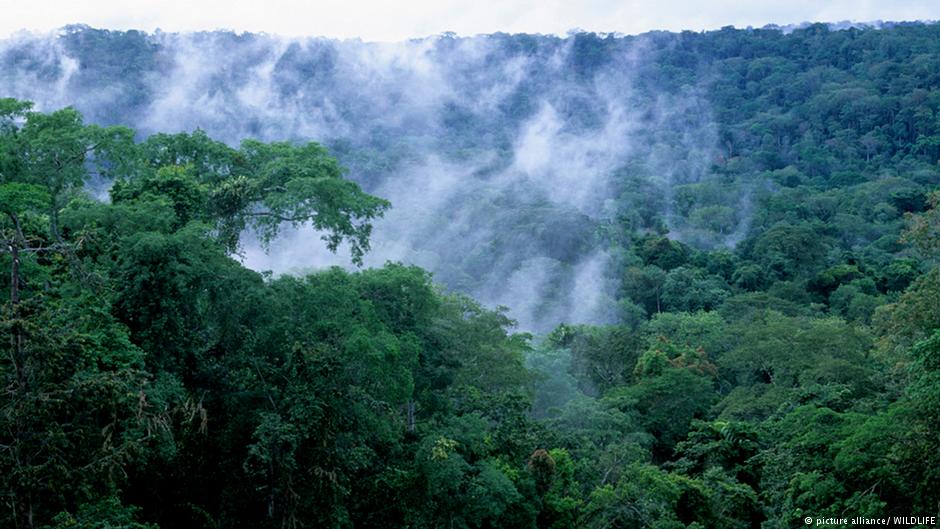 The Congo Basin is often referred to as the world's second set of lungs