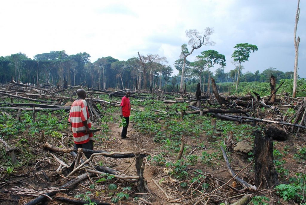 Destruction of the Congo Forest