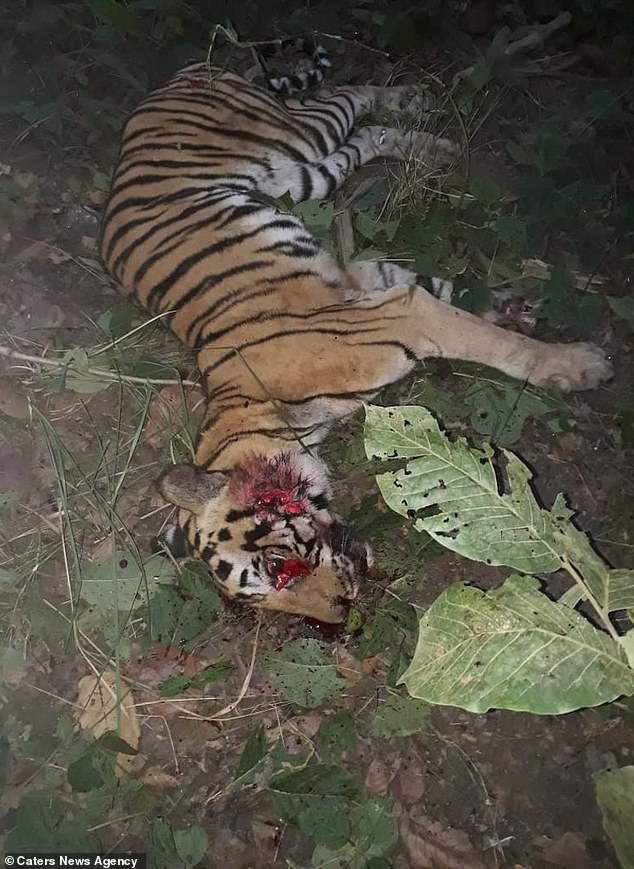 Brutal: Villagers living near the tiger reserve entered the forest to track down the animal after it killed a man in Uttar Pradesh, northern India (Photo: Caters News Agency)