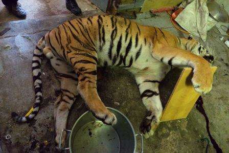 Horrifying Tiger Slaughterhouse Uncovered In Prague