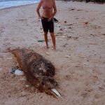 Tourist were spreading pictures with other dead mammals found on the beach on Facebook