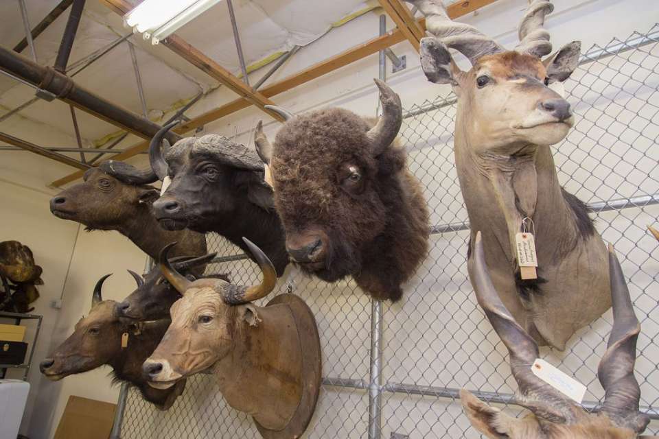 Game trophies hanged on a wall. (animalsave.)