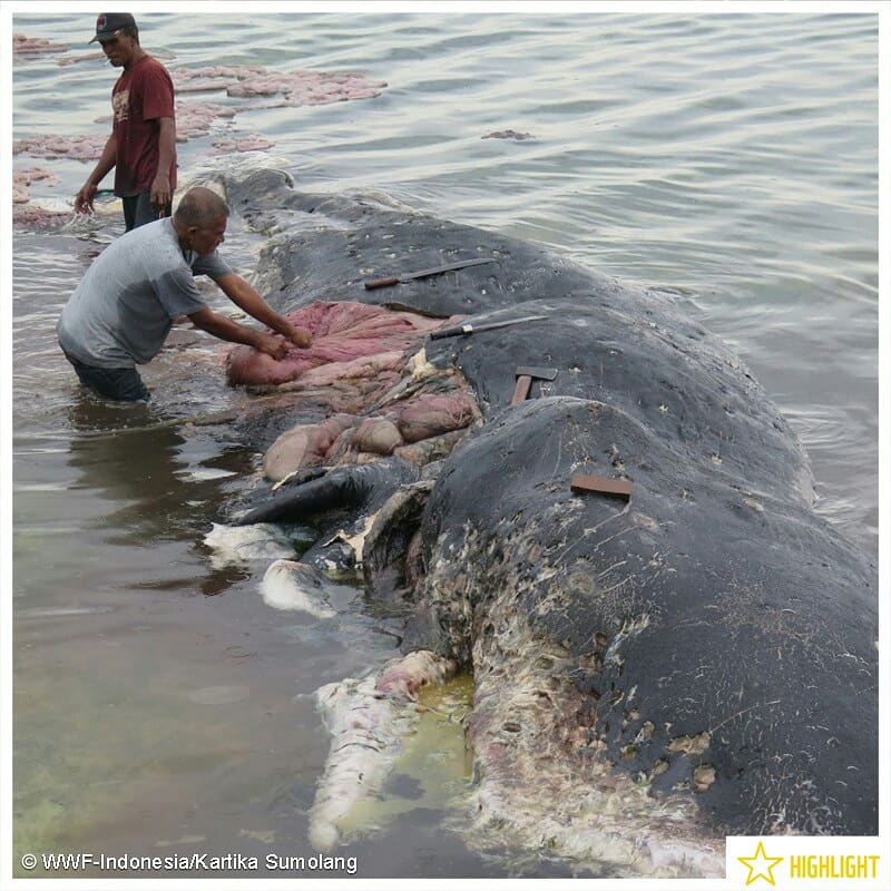 Dead sperm whale found in Indonesia had ingested 6kg of plastic