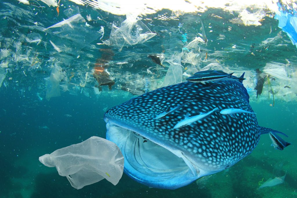 This whale shark is about to eat a plastic bag (Photo Rich Carey)