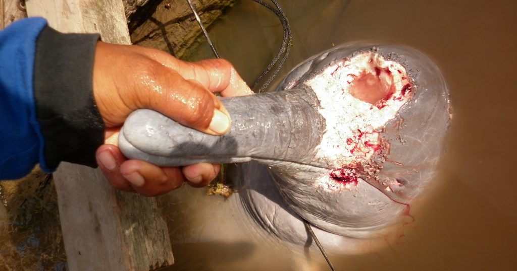 A dolphin get slaughtered by a fisherman to be used for bait