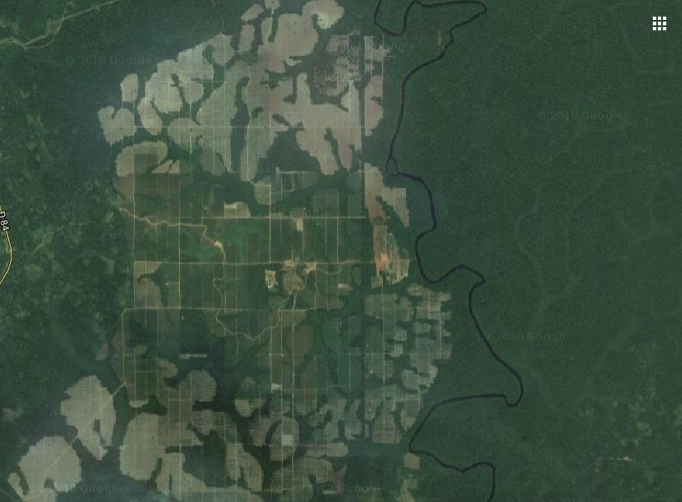 Satelite images show the massive destruction of rainforest in Cameroon